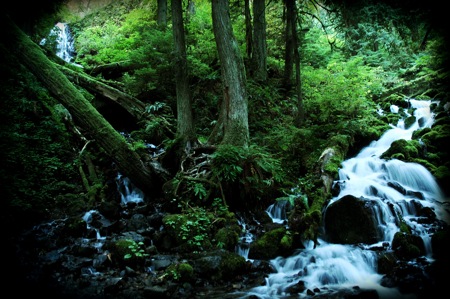 mossy banks of a cascading clean water trib